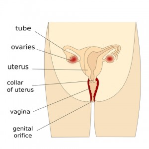 Sintomas de los quistes en los ovarios